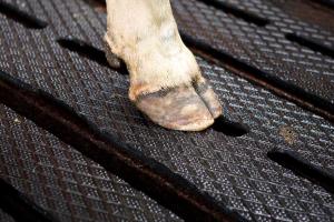 
	Ce rev&ecirc;tement pour sols en caillebotis permet aux animaux de se d&eacute;placer en toute confiance gr&acirc;ce &agrave; leurs qualit&eacute;s de souplesse et antid&eacute;rapantes. La surface antid&eacute;rapante encourage les vaches &agrave; se d&eacute;placer en toute confiance, permet un bon d&eacute;veloppement des sabots et r&eacute;duit les probl&egrave;mes de boiteries. Les vaches se d&eacute;placeront plus &ndash; ce qui facilite la d&eacute;tection des chaleurs, encourage une plus grande consommation et un production laiti&egrave;re plus &eacute;lev&eacute;e. Rapide et simple &agrave; installer : les tapis se bloquent contre les bordures. Ils sont disponibles en longueurs de 2 m&egrave;tres. Chaque jeu de tapis recouvre deux lattes et un espace est pr&eacute;vu au milieu des lattes en caoutchouc. La base rainur&eacute;e am&eacute;liore le confort et la souplesse.

	Fiche technique tapis
